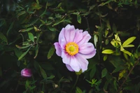 Fleur rose délicate au milieu d'un feuillage vert luxuriant