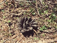 Pine Cone Amongst Ground Flora in Natural Environment