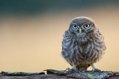 petite chouette, chouette, oiseau, oiseau de proie, bec