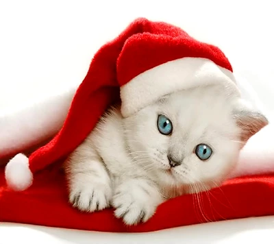 cat, navidad, gatito, santa