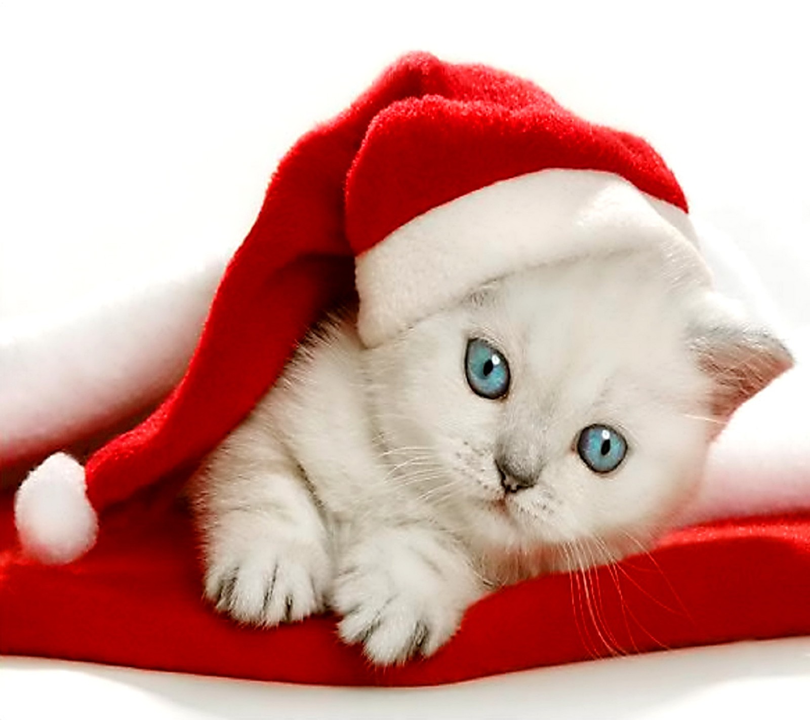 Baixar papel de parede gato, natal, gatinho, papai noel