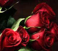 Download red roses, wallpaper for free