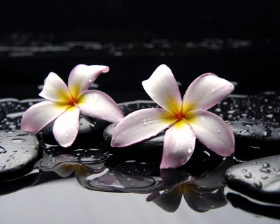 schöne blumen, plumeria frangipani, steine