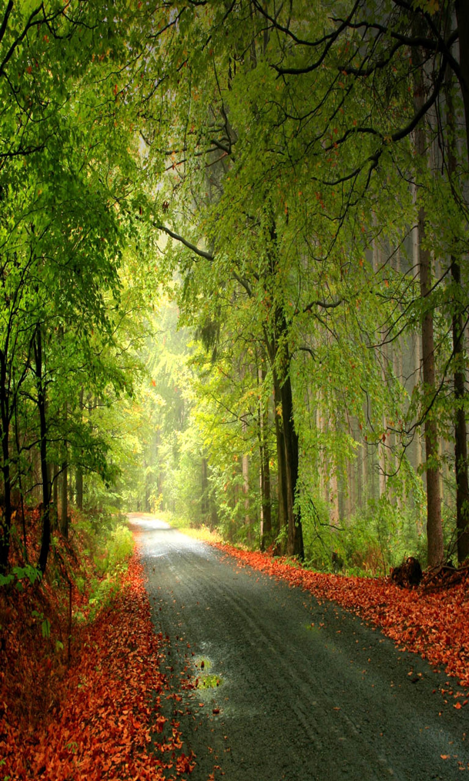 Arafed road in the woods with leaves on the ground (cool, cool nature, cool path, landscape, scenery)