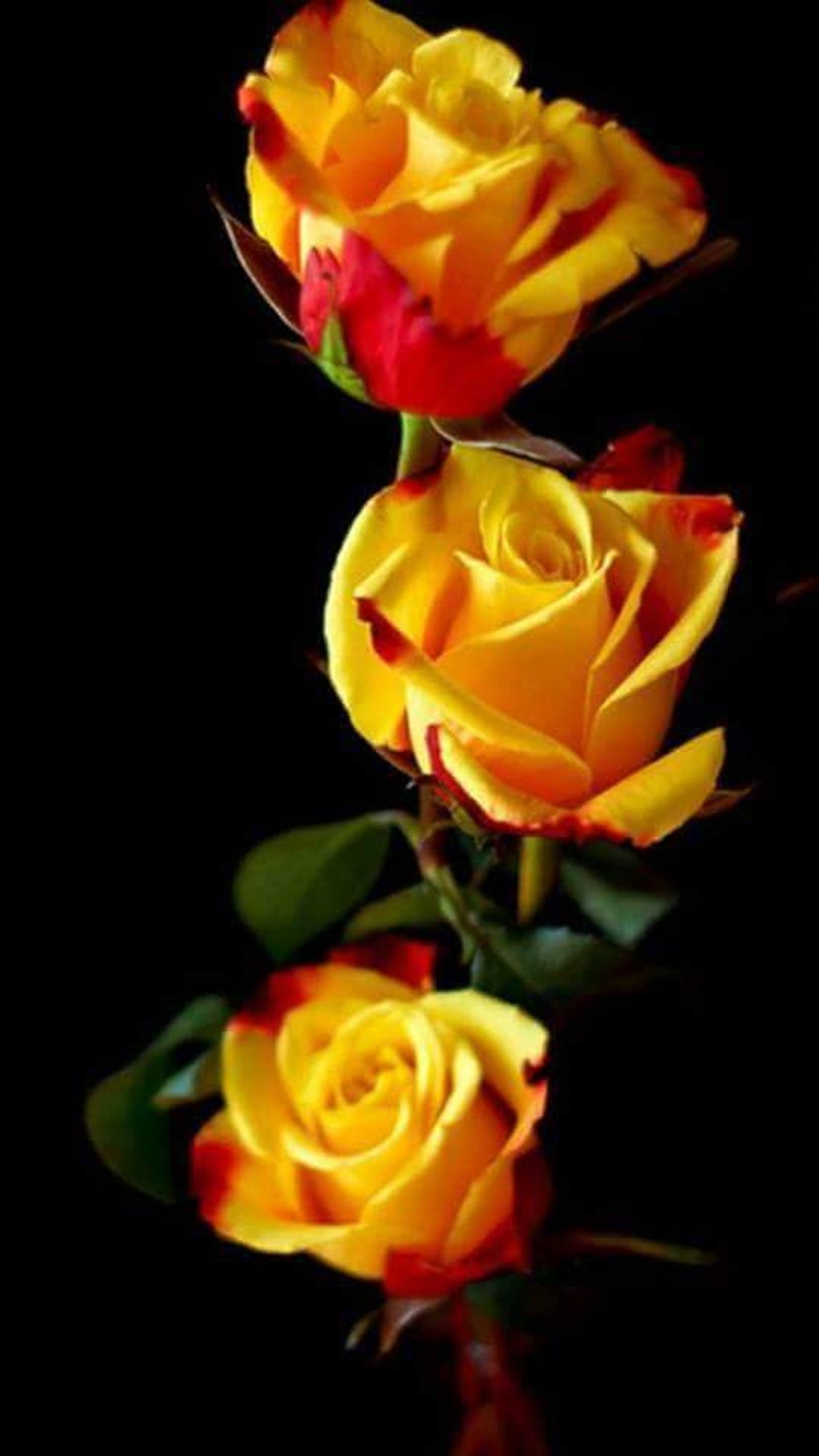 There are three yellow roses in a vase on a black background (roses, yellow)