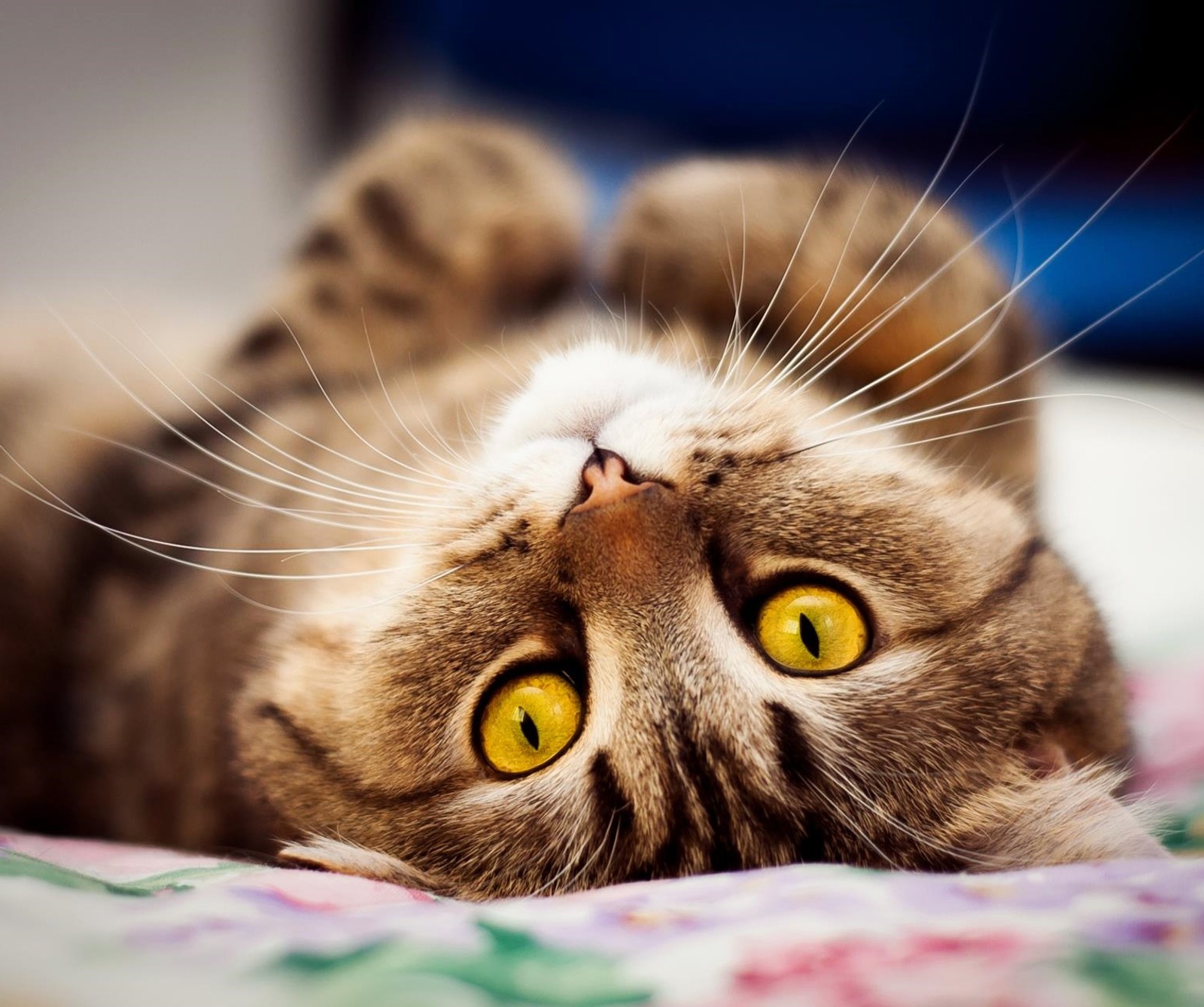 Hay un gato acostado en una cama (cat, ojos, gatito)