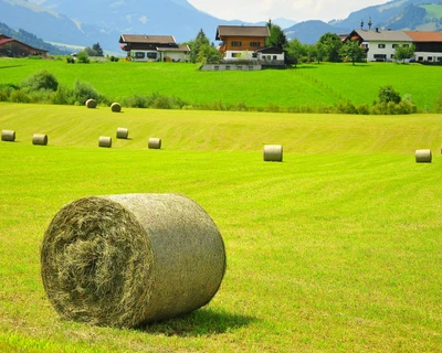 bauernhof, feld, gras, häuser, landschaft