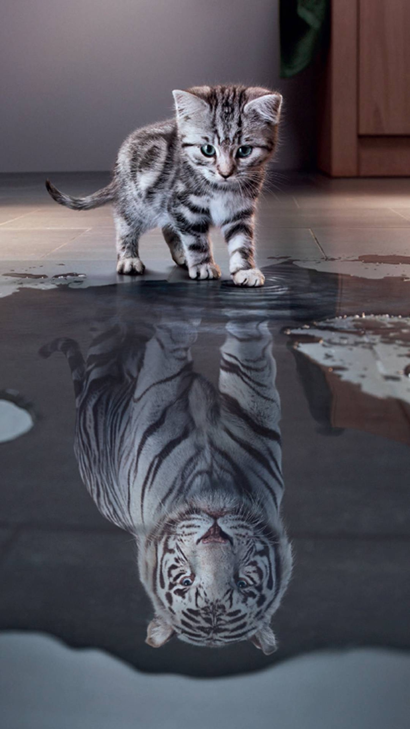 Hay un gato que camina por el suelo con su reflejo (cat, gatito)