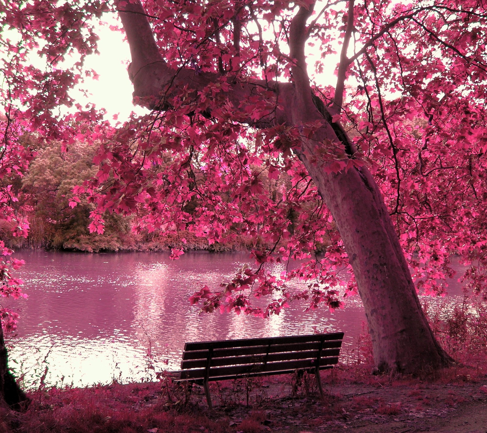 There is a bench under a tree next to a lake (landscape, nature, trees)