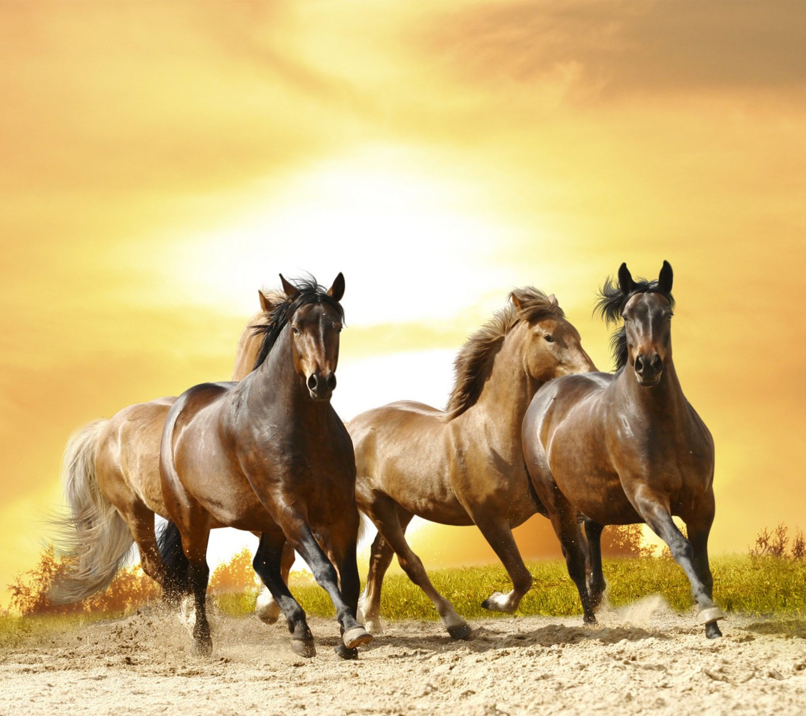 Cavalos correndo na areia ao pôr do sol com um fundo de céu (cavalos, correndo)