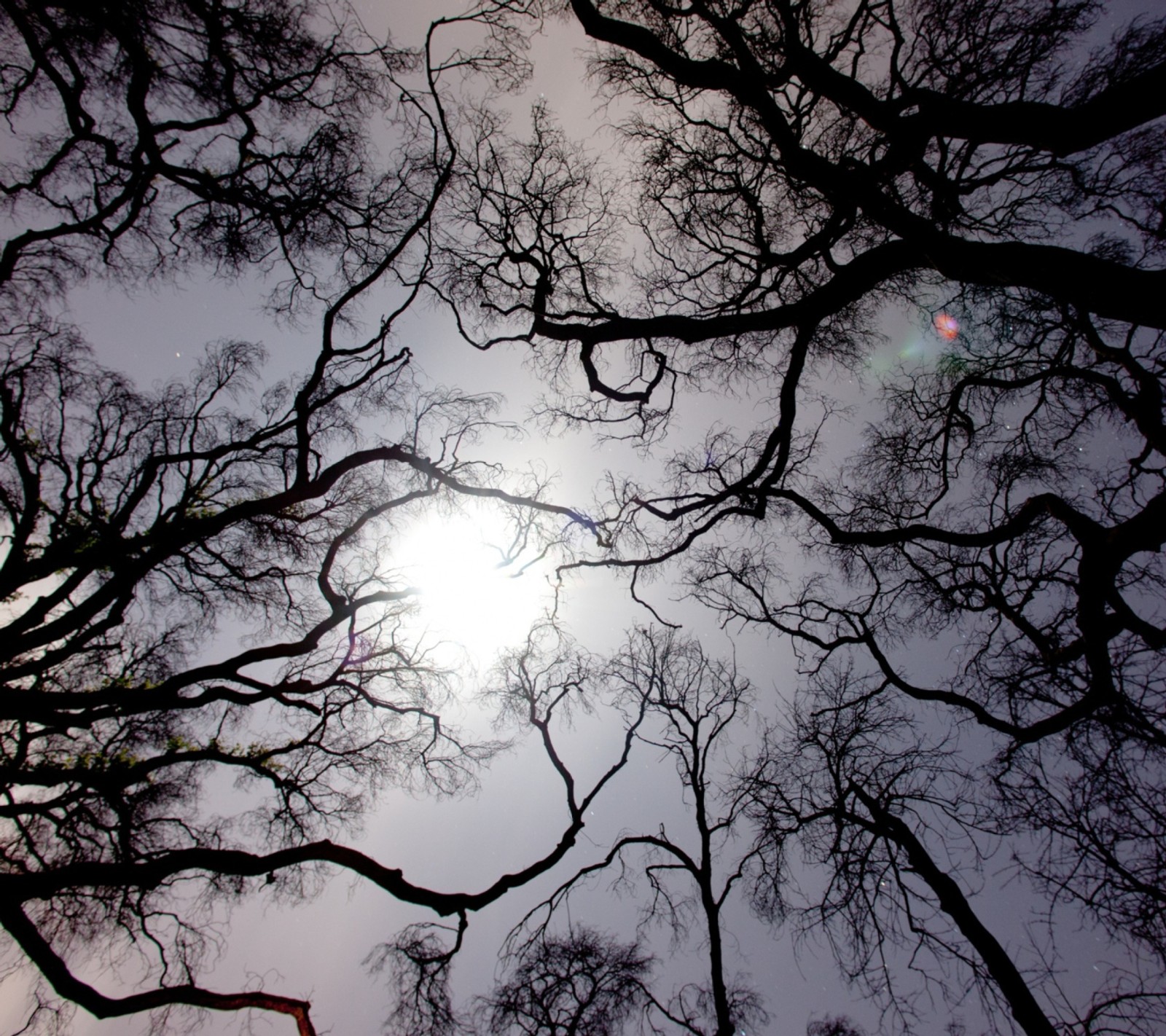 Vista árabe de un árbol con el sol brillando a través de las ramas (oscuro, fondos de pantalla)