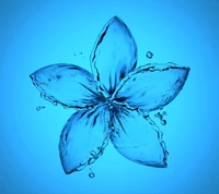 blue, drops, flower, splash, water wallpaper