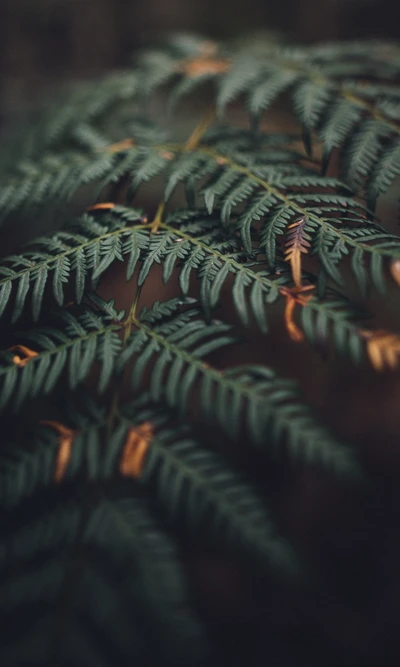 Autumn Ferns: Nature's Subtle Transition