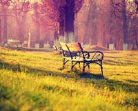 bench, field, natural, nature, new wallpaper