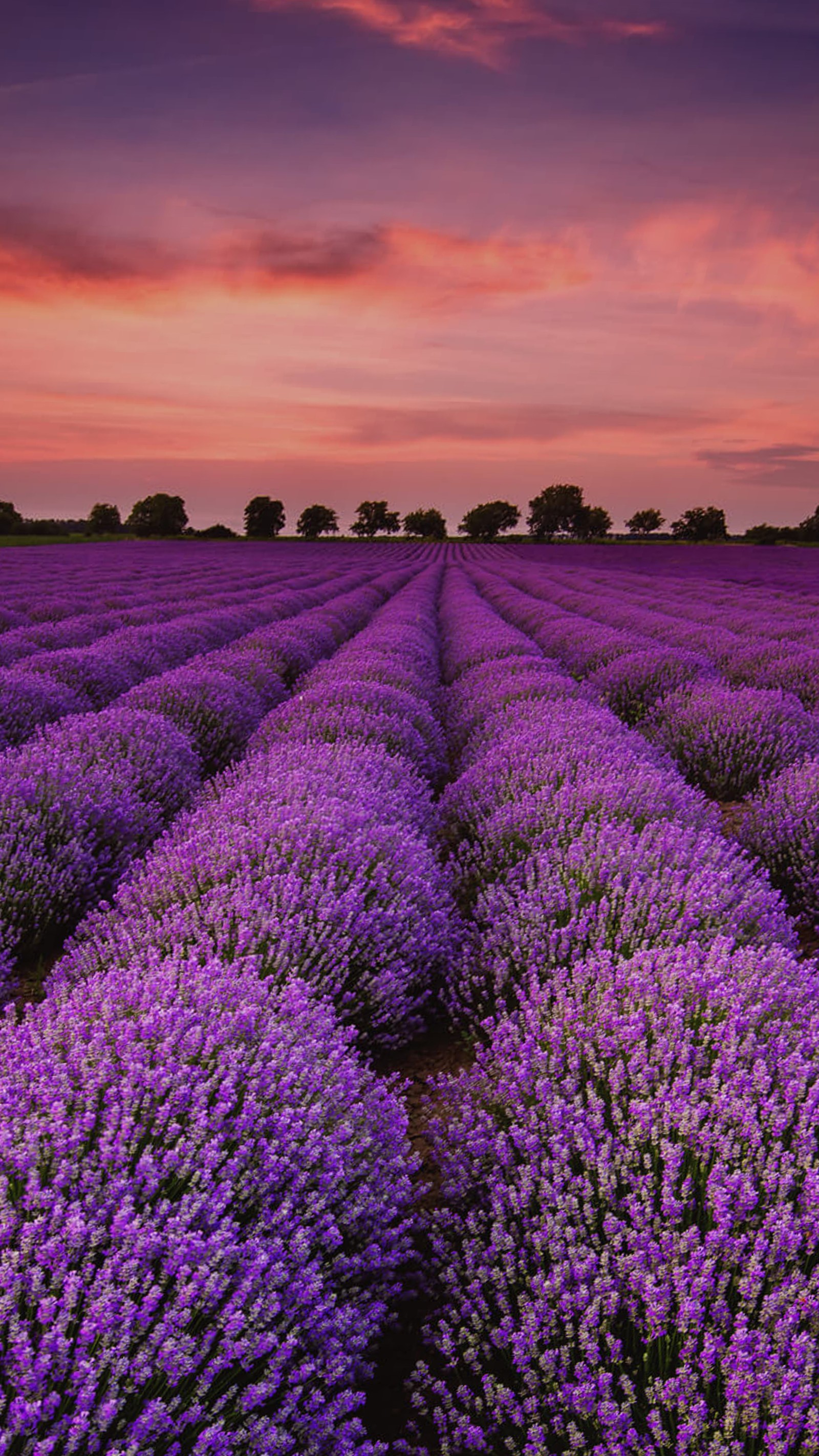 Campo de lavanda ao pôr do sol com árvores ao longe (lavanda, lavande)