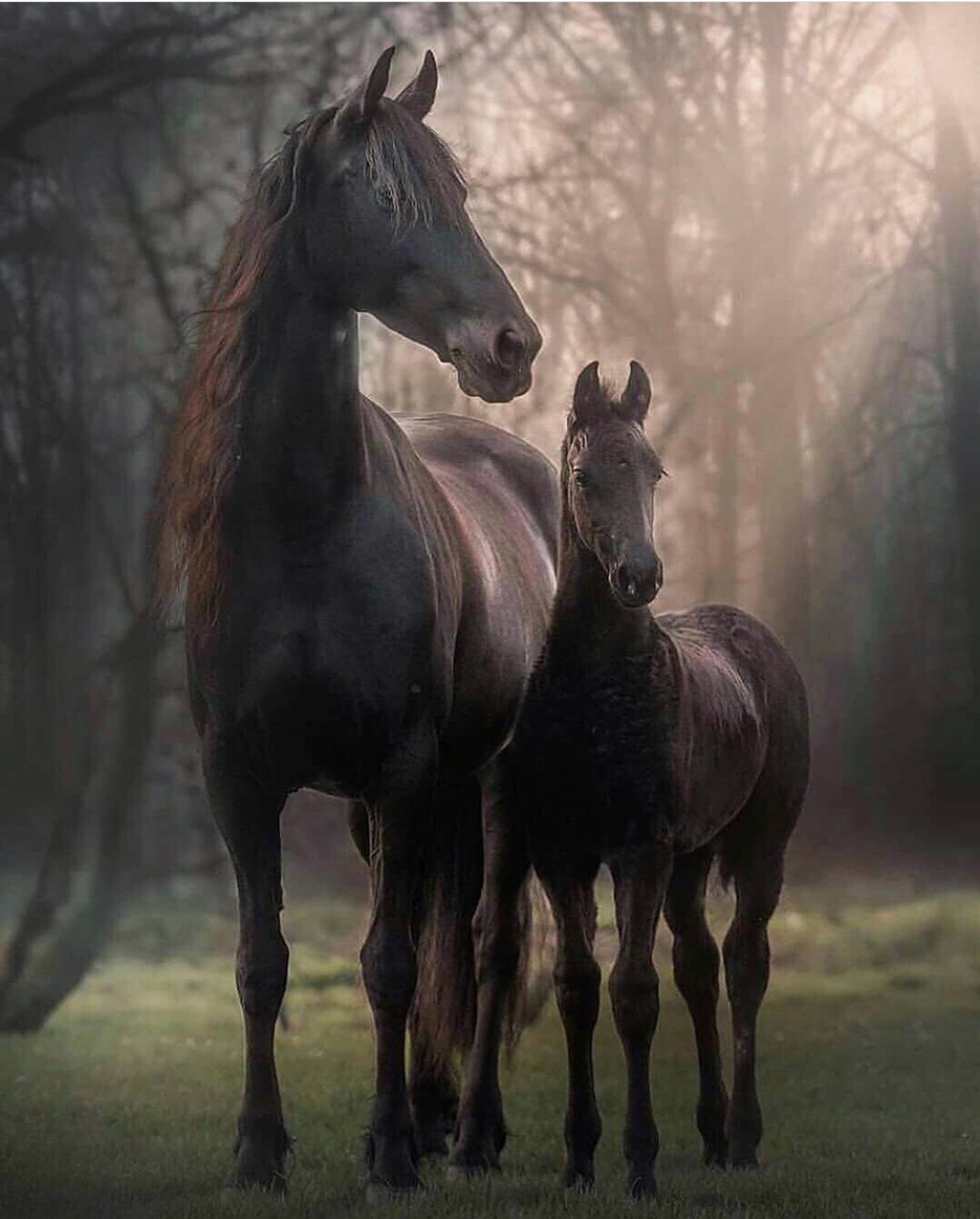 Há dois cavalos em pé em um campo com árvores ao fundo (cavalo, selvagem)