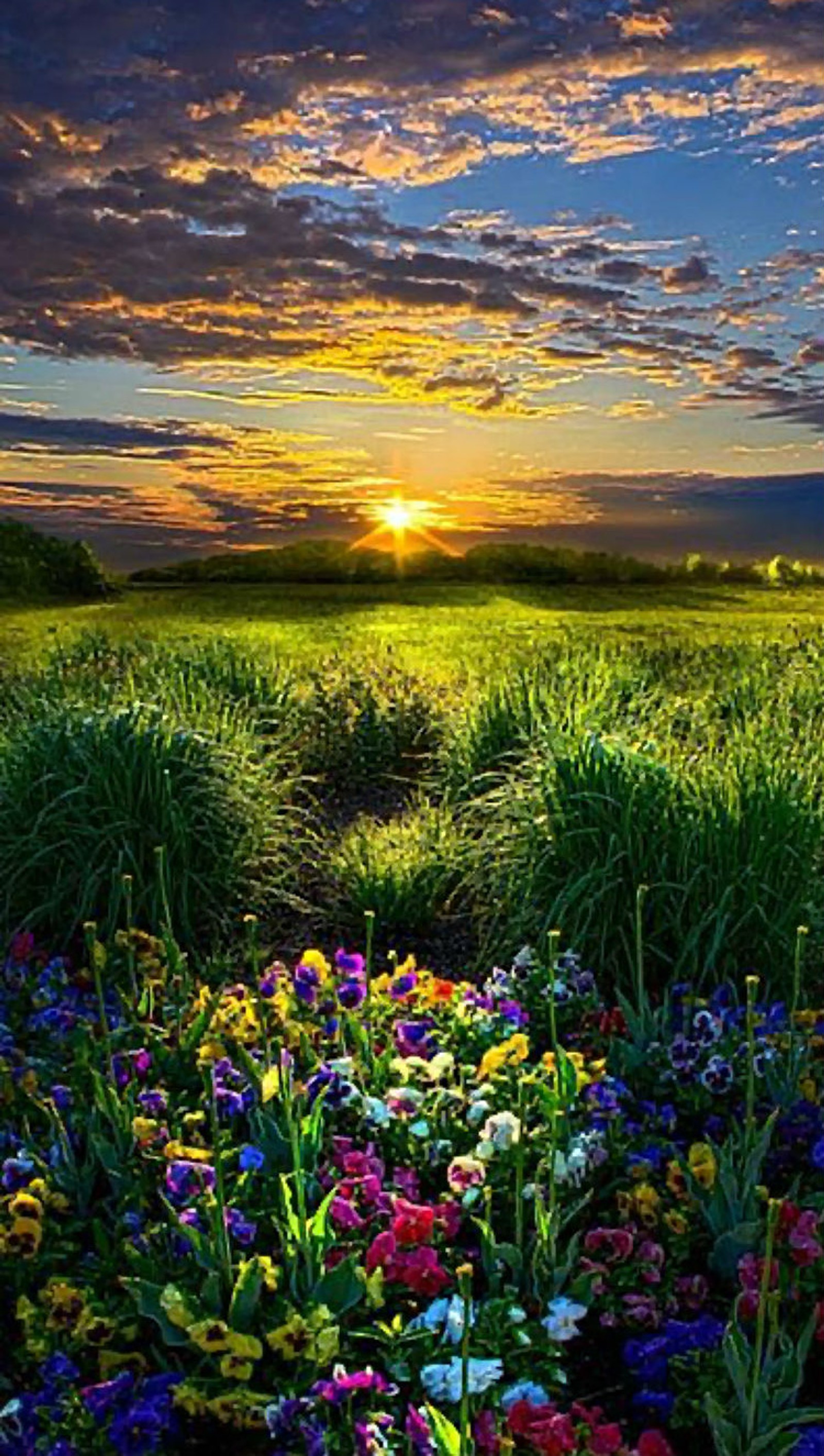 Close-up de um campo de flores com um pôr do sol ao fundo (bonito, beleza, nuvens, flor, flores)