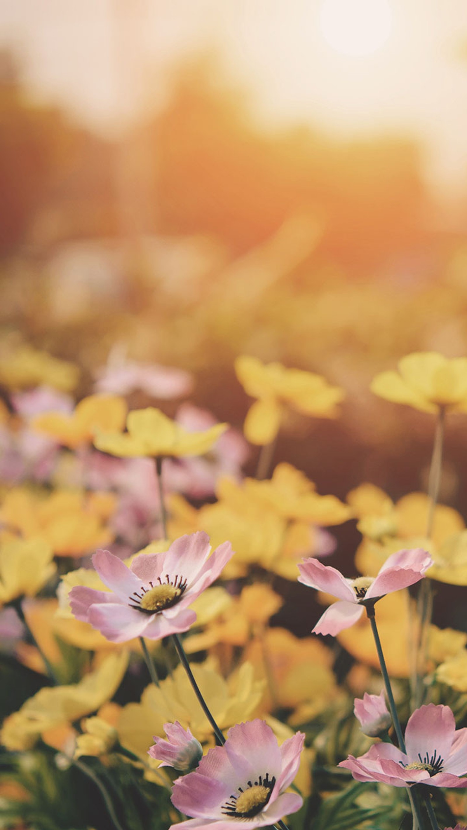 Há muitas flores rosas e amarelas em um campo (margarida, flores)