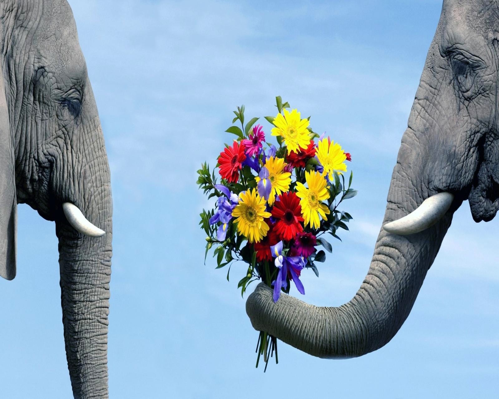 animal, elephants, flowers, love wallpaper