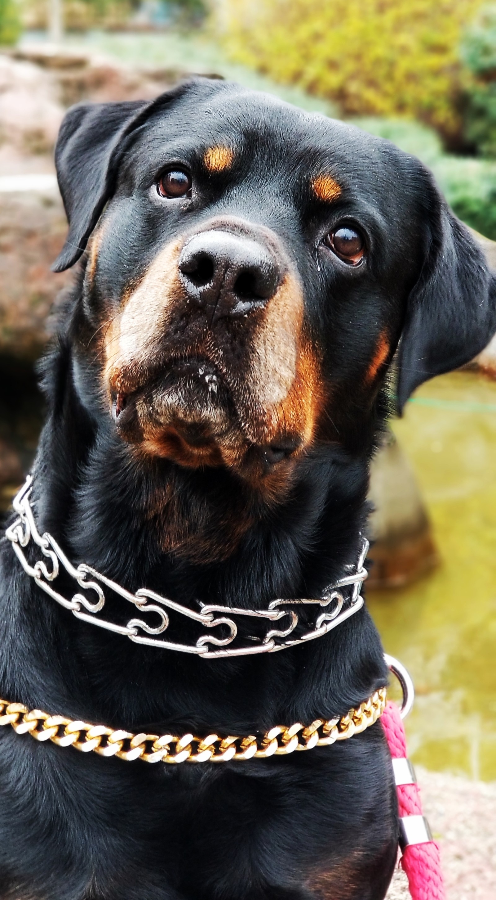 Há um cachorro sentado em uma pedra perto da água (animal, cachorro, cães, kopeque, natureza)