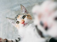 Gatinho calico brincalhão com bigodes envolventes e olhos curiosos