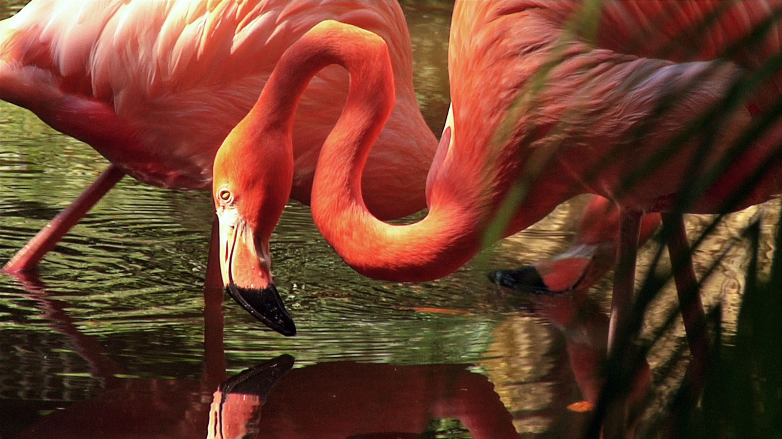 Flamingos estão de pé na água bebendo de um lago (flamingo, flamingo maior, bico, pássaro, ave aquática)