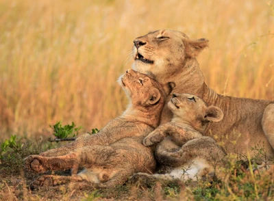 Una leona masai cariñosa con sus juguetones cachorros en las doradas llanuras de hierba de la Maasai Mara.