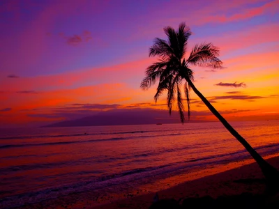 atardecer, horizonte, resplandor, trópicos, árbol de palma