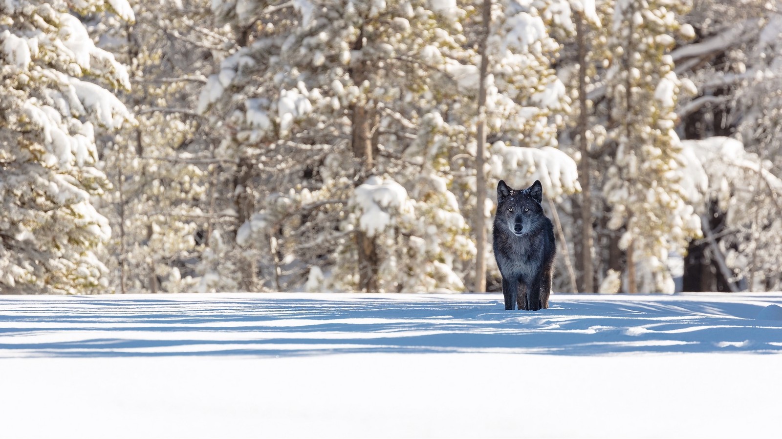 Un lobo caminando en la nieve cerca de algunos árboles (lobo, invierno, nieve, vida silvestre, árbol)