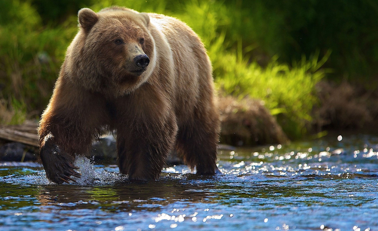 Ein bär geht im wasser (braunbär, grizzlybär, bär, landsäugetier, wildleben)