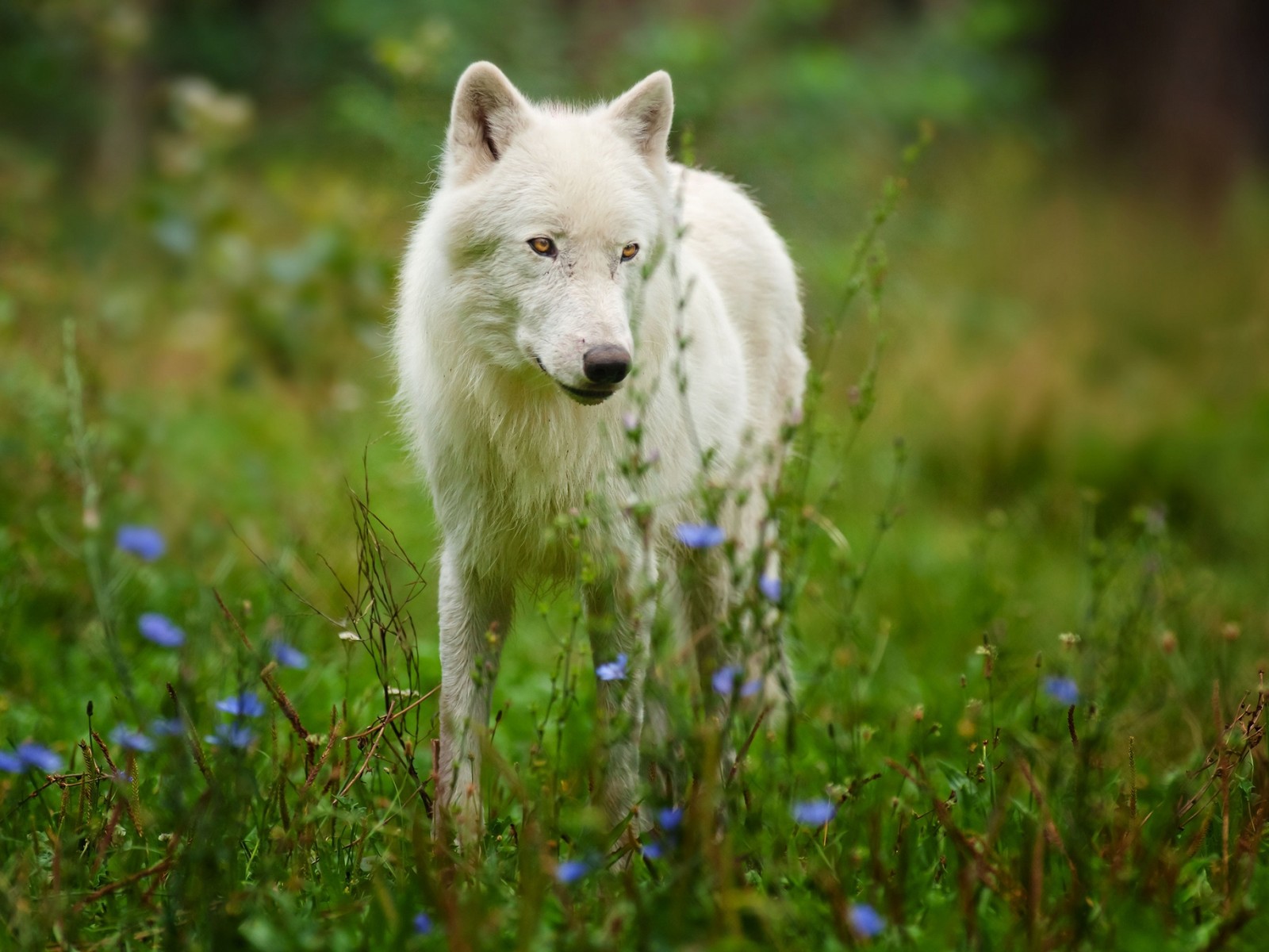 Ein weißer wolf steht auf einem grasfeld (arktischer wolf, wildleben, tundra, fauna, schnauze)