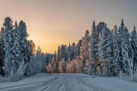 Estrada de inverno através de uma floresta nevada ao pôr do sol