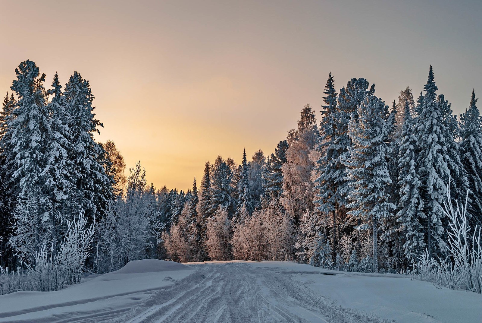 Une route louée au milieu d'une forêt enneigée avec des arbres (hiver, neige, arbre, nature, gel)