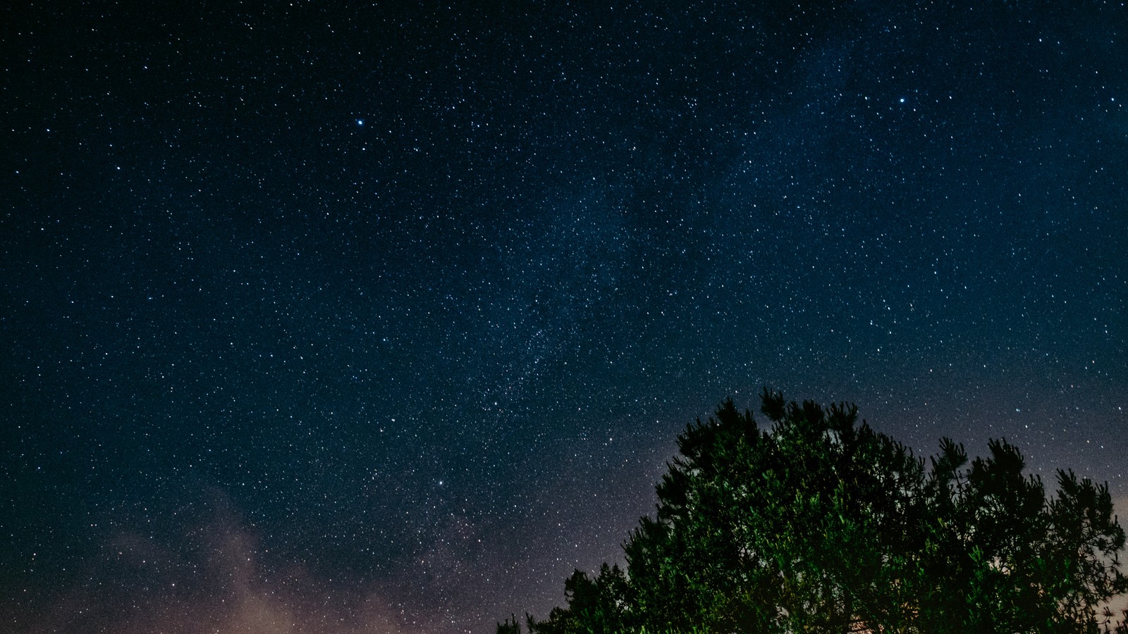 Céu noturno com estrelas e árvores em primeiro plano (noite, atmosfera, estrela, objeto astronômico, natureza)