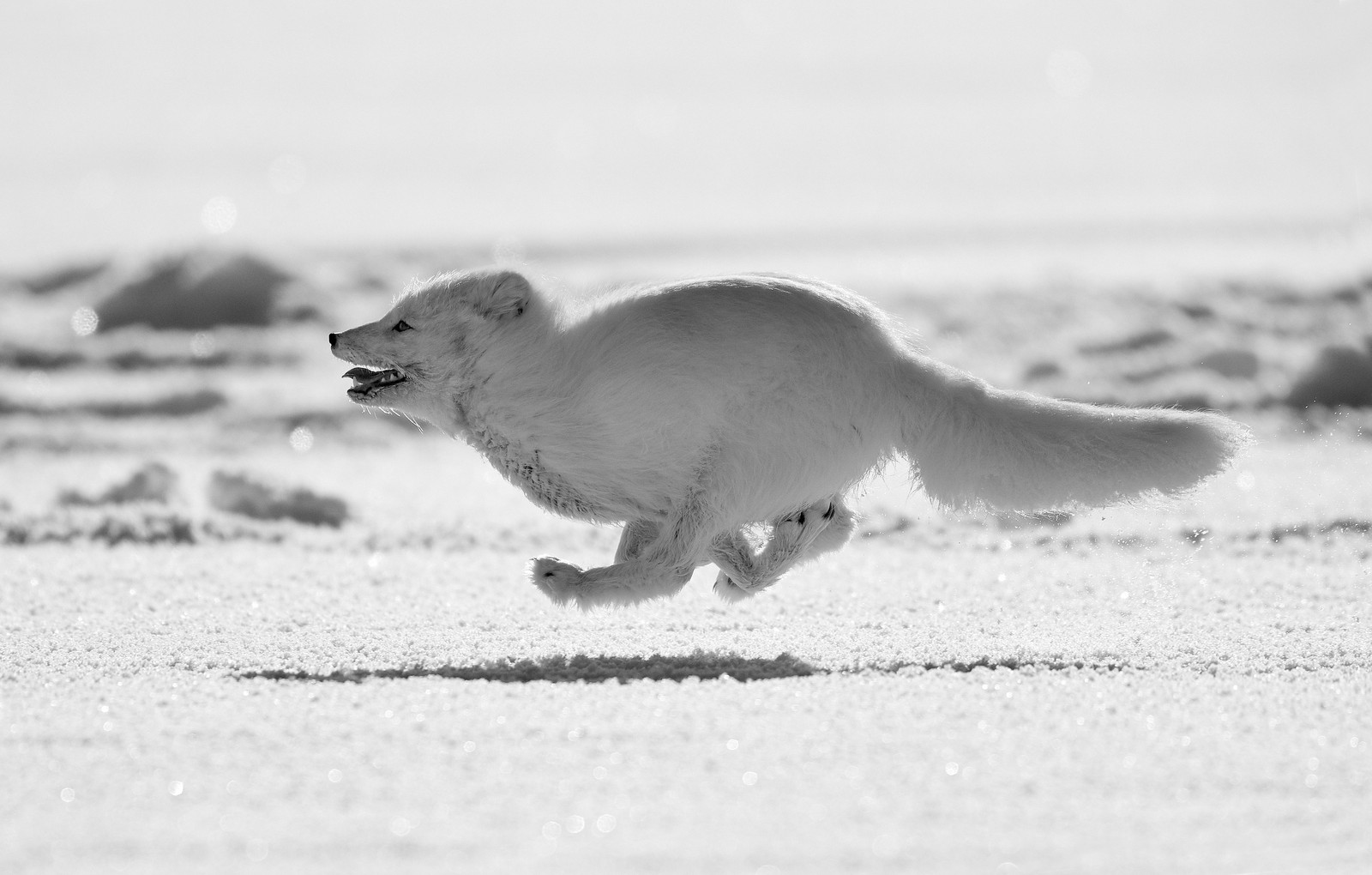 Un perro corriendo en la nieve con un frisbee en la boca (zorro ártico, zorro, blanco, ártico, vida silvestre)