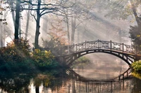 pont, arbre, nature, réflexion, eau