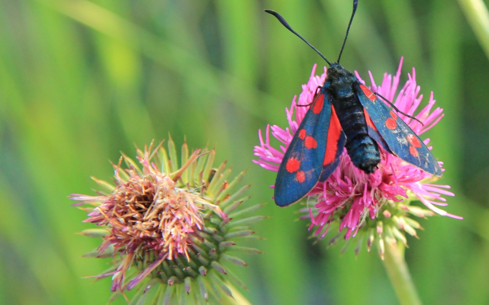 Baixar papel de parede traça, inseto, polinizador, mariposas e borboletas, néctar