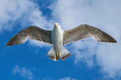 Gaviota argentea europea en vuelo majestuoso contra un cielo azul