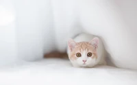 Munchkin Kitten Peeking Curiously from Soft Fabrics