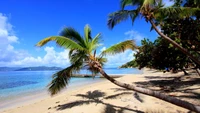 Plage tropicale tranquille avec des palmiers et un ciel bleu clair