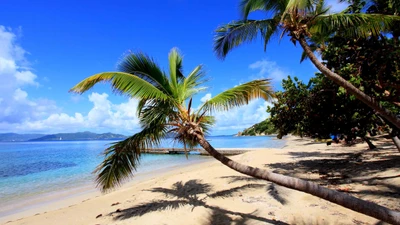 Praia tropical tranquila com palmeiras e céu azul claro