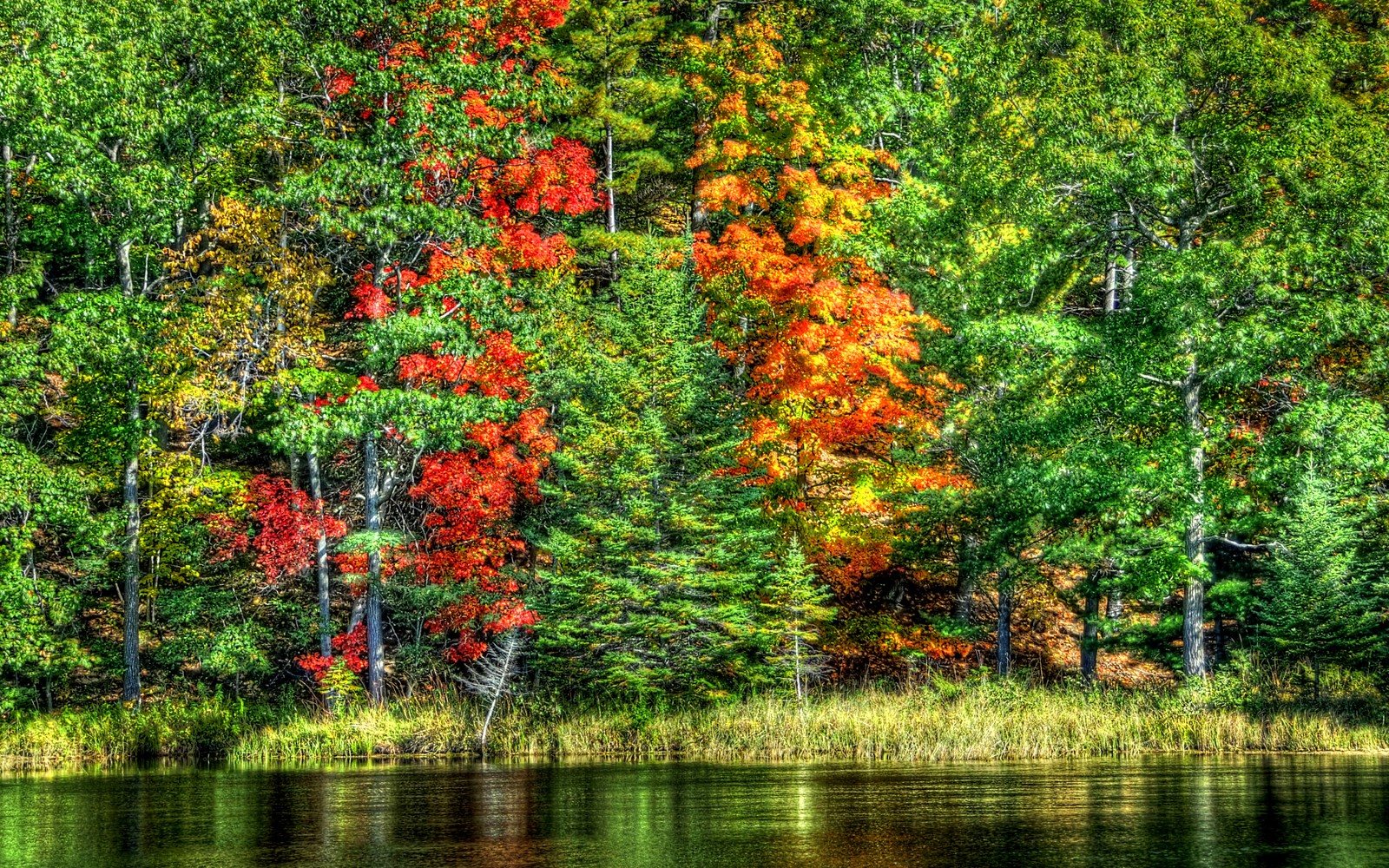 A close up of a body of water with trees in the background (landscape, autumn, tree, nature, reflection)