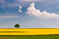 landscape, cloud, field, rapeseed, yellow