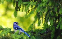 Geai bleu perché sur une branche au milieu d'une verdure luxuriante