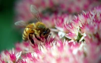 insecto, polinización, abeja, polinizador, polen