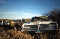 Berlines classiques abandonnées dans un champ envahi par la végétation