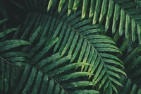 Lush Green Ferns and Palm Leaves in a Tropical Jungle Setting