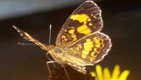 macro, insekt, motten und schmetterlinge, schmetterling, wirbellose