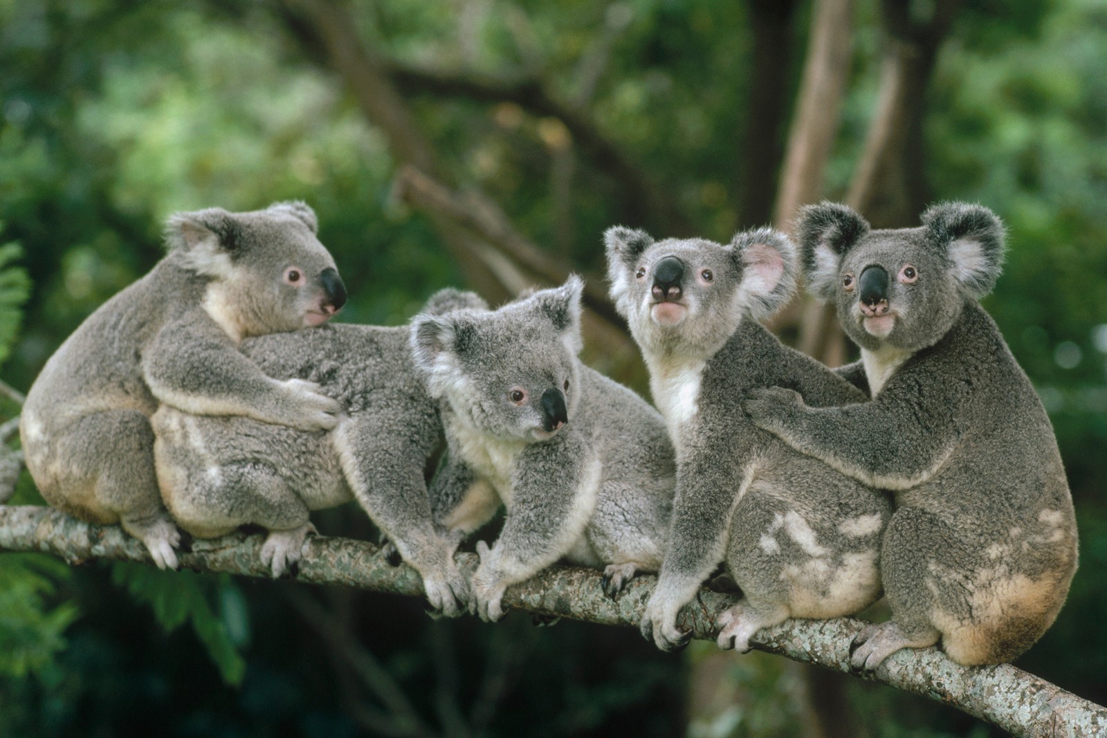 Vier koalas sitzen zusammen auf einem ast (koala, landsäugetier, beuteltier, wildleben, schnauze)