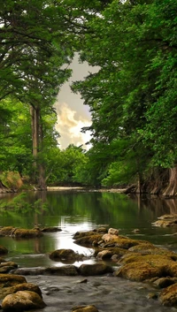 forêt, nature, arbres